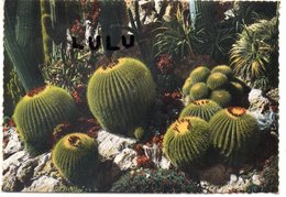 Delcampe - MONACO : édit. Du Jardin Exotique N° S12 : Echinocactus Grusonnii - Exotischer Garten