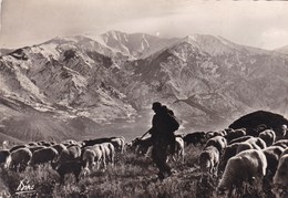 MOUTONS AU PATURAGE  REGION DU CONFLENT (dil388) - Languedoc-Roussillon