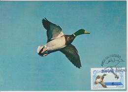 Carte Maximum 1984 Oiseaux Canard 500 - Tarjetas – Máxima