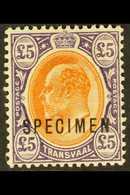 TRANSVAAL 1903 £5 Orange-brown & Violet, "SPECIMEN" Overprint, SG 259s, Very Fine Mint. For More Images, Please Visit Ht - Non Classificati