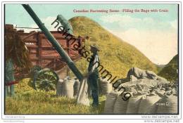 Canadian Harvesting - Filling The Bags With Grain - Weizensäcke Füllen - Landwirtschaft - Andere & Zonder Classificatie