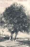 SOMME - 80 - LUCHEUX -   Arbre Aux épousailles - Lucheux