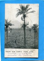 SIERRA LEONE-Picking Palm Kernels -ceuilleur De Noix  En Hauteur-animée-années1910-20-éditionlisk Brothers - Sierra Leone