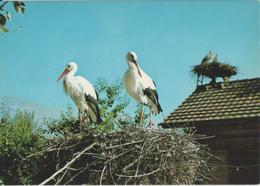 Schweizerische Vogelwarte Sempach - Ansiedlungsversuch Von Störchen In Altreu - Photo: A. Geiser - Sonstige & Ohne Zuordnung