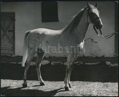 Cca 1940-1950 Vadas Ern? (1899-1962): Lipicai, Pecséttel Jelzett Fotó, 17x22 Cm. - Other & Unclassified