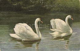 ** 4 Db RÉGI Motívumlap; Hattyúk / 4 Pre-1945 Motive Postcards; Swans - Non Classés