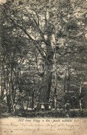 * T2/T3 1902 Kisjen?, Chisineu-Cris; 900 éves Tölgy Az Erd?b?l / 900 Years Old Oak Tree In The Forest (Rb) - Sin Clasificación