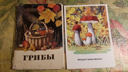 MUSHROOMS  - 16 Postcards -  Mushroom - Old Postcard - - Champignon 1971 - Paddestoelen