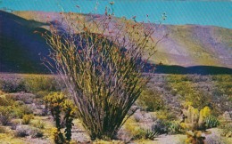Ocotillo Cactus In Bloom - Cactusses