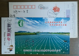 Fresh Water Pearl Cultivation,breeding Farm,China 2007 Shaoxing 2th Agricultural Census Advertising Pre-stamped Card - Agriculture