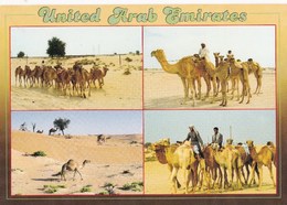 Unites Arab Emirates  Emirats Arabes Unis Multi Vues Troupeaux Chameaux N°133 TBE - Emirats Arabes Unis