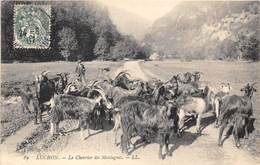 31-LUCHON- LE CHEVRIER DES MONTAGNES - Luchon