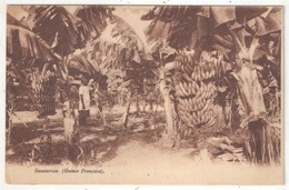 Bananeraie (Guinée Française) - Guinée Française