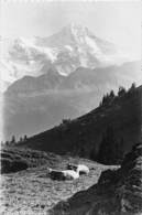 Bei Mürren Breithorn -  Kühe - Mürren