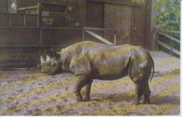 Rhinoceros, Rhino, Unused - Rhinocéros