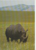 Rhinoceros, Rhino, Unused - Rhinocéros