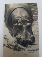 CPA HIPPOPOTAME PARC ZOOLOGIQUE BOIS DE VINCENNES - Hippopotames