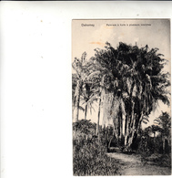 Dahomey, Palmiers à Huile à Plusieurs Branches. Post Card Inused - Benín