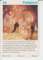 Hippopotamus Small Size Card, With Text, Size 100/65 Mm - Flusspferde