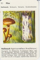 Mushrooms Small Size Card, With Text, Size 100/65 Mm - Funghi