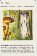 Mushrooms Small Size Card, With Text, Size 100/65 Mm - Champignons