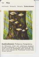 Mushrooms Small Size Card, With Text, Size 100/65 Mm - Champignons