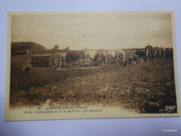 LA MOTHE ACHARD-Ecole D'agriculture ND De La Forêt-Les Semailles - La Mothe Achard