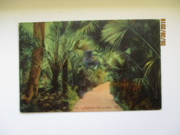 Delcampe - LA VEGETATION DANS UN OASIS  , OLD POSTCARD     , 0 - Bäume