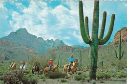 Cactus & Desert Horseback Riders - Cactus
