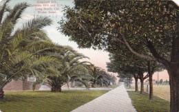 California Long Beach American Avenue Between 10th And 11th Winter Scene 1909 - Long Beach