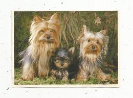 Image , POULAIN , N° 19 , Série 28 , Chiens , LE YORKSHIRE-TERRIER , 2 Scans - Poulain