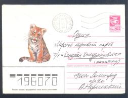 Russia CCCP Postal Stationery 1987 Cover: Fauna Tiger Panthera Tigris; - Big Cats (cats Of Prey)