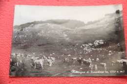 Montagna Di Frosolone Campobasso Scene Agreste 1963 - Andere & Zonder Classificatie