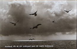 Nederland  - Postcard Unused  - Ameland - When The Sun Sets, The Birds Go Landward; Seagulls - Ameland