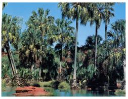 (292) Australia - NT - Palm Valley - Alice Springs