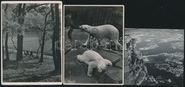Cca 1938 Dulovits Jen? (1903-1972) Budapesti Fotóm?vész Hagyatékából 3 Db Pecséttel Jelzett Vintage Fotó, 12x9 Cm és 8,5 - Other & Unclassified