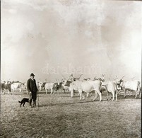 Cca 1936 Békéscsaba Környéki Tanyavilág, Thöresz Dezs? (1902-1963) Békéscsabai Gyógyszerész és Fotóm?vész Hagyatékából 1 - Other & Unclassified