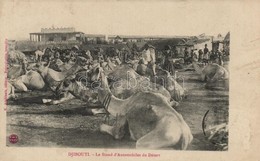 * T2/T3 Djibouti, Le Stand D'Automobiles Du Désert / Camels In The Desert (sligthly Wet Corners) - Zonder Classificatie