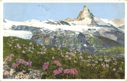 T2/T3 Zermatt, Aster Alpinus (Alpenaster) (EK) - Zonder Classificatie