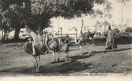 ** T1 Autruches Soudanaises / Sudanese Folklore, Ostriches - Non Classés