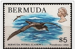 Bermuda/Bermudes: Petrello, Pétrels, Petrel, (Pterodroma Cahow) - Albatros