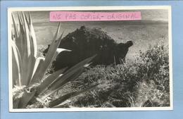 Photo Originale Adressée île De La Réunion "Tortue" Sur La Plage De Saint-Paul (effet D'érosion) 2 Scans (1960 ?) - Saint Paul