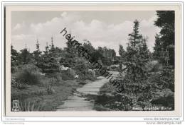 Berlin-Tiergarten - Englischer Garten - Foto-AK 50er Jahre - Tiergarten