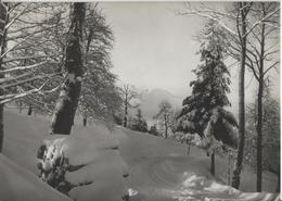 Zugerberg, Blick Gegen Pilatus - Winterlandschaft En Hiver - Photo: Sträuli - Zoug