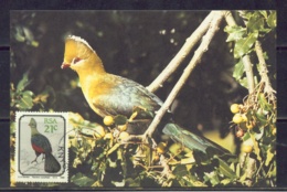 BIRDS-KNYSNA TURACO-MAXIMUM CARD-SOUTH AFRICA-1990-SCARCE-MNH-MC-49 - Coucous, Touracos