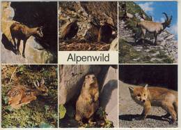 SCHWEIZER ALPENWILD  GEMSE STEINADLER STEINBOCK REHKITZ MURMELI BERGFÜCHSLI - Domat/Ems