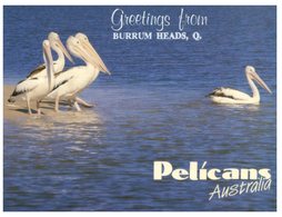 (103) Australia - QLD - Burrim Heads & Pelican - Sunshine Coast
