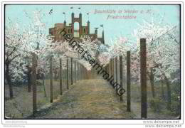 Delcampe - Werder - Baumblüte - Friedrichshöhe - Werder