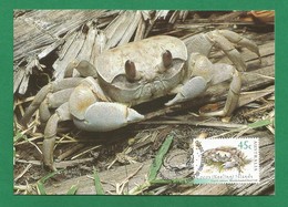 Australien / Cocos (Keeling) Islands  2000  Mi.Nr. 403 , Smooth-haned Ghost Crab - WWF - Maximum Card  20.June 2000 - Cocos (Keeling) Islands