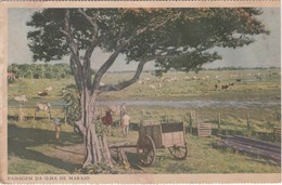 POSTCARD   BRASIL BRAZIL - PARÁ - PAISAGEM DA ILHA DE MARAJÓ - Belém